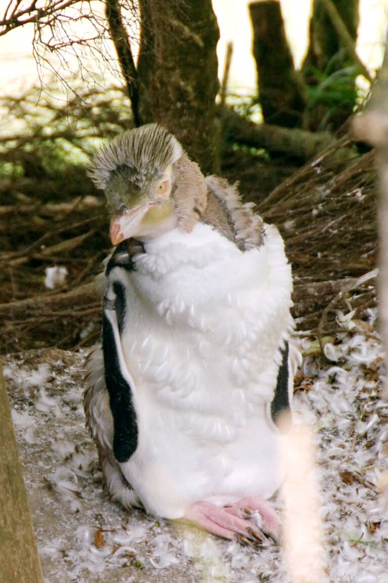 Yellow-eyed Penguin moulting