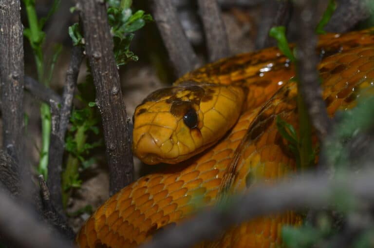 Cape Cobra (Naja nivea) (Photo Sylvain REMY)