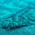 Angel Shark