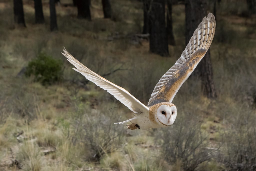 Barn Owl Barn Owl
