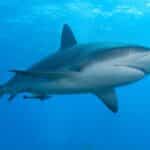 Caribbean reef shark