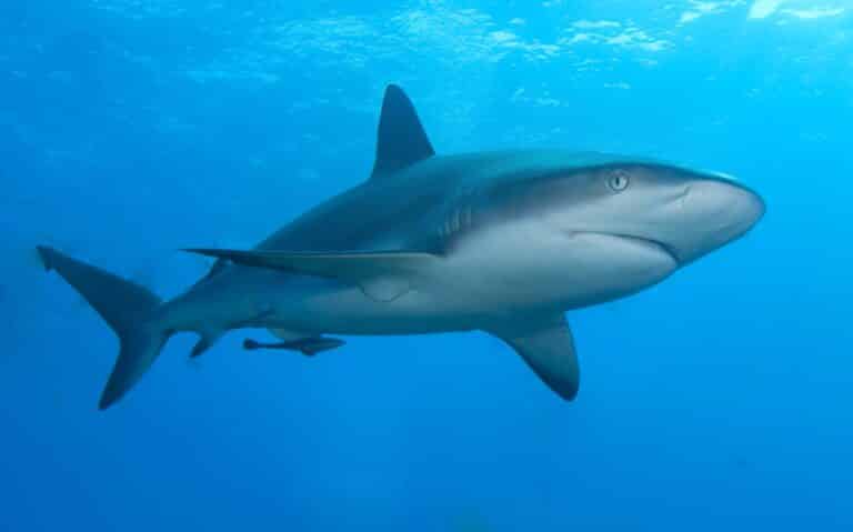 Caribbean reef shark Caribbean reef shark Shark
