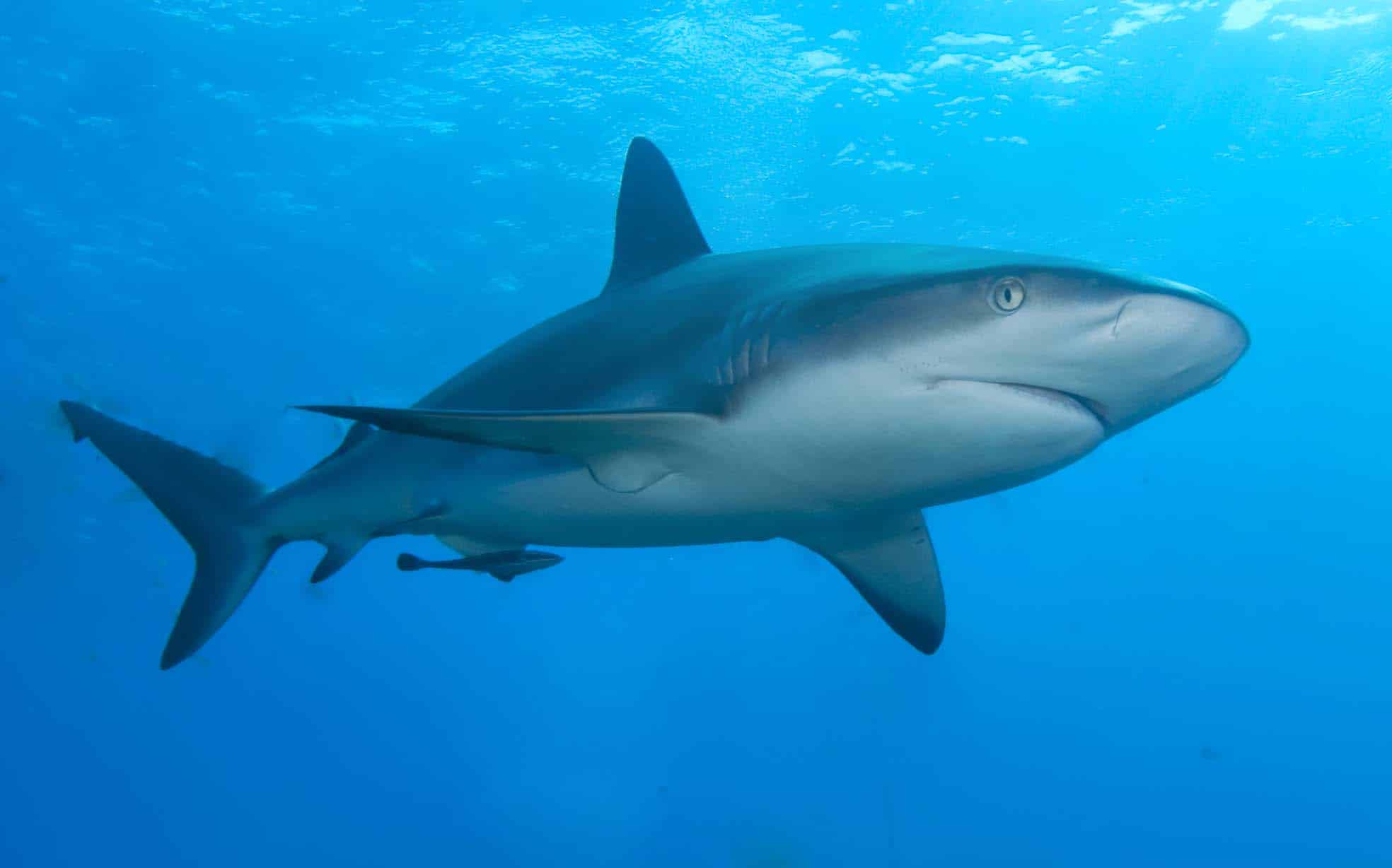 Caribbean reef shark Caribbean reef shark Shark
