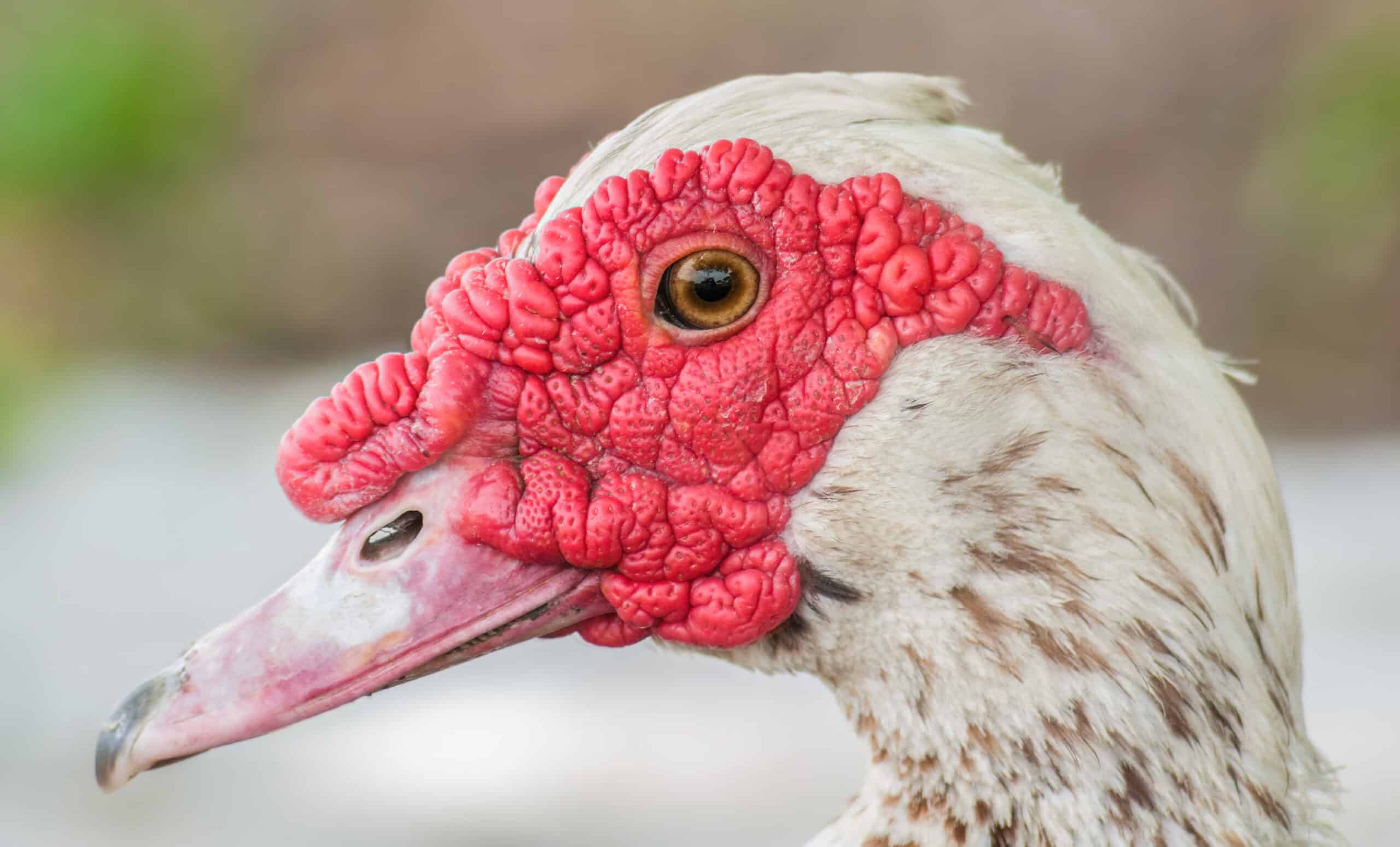 Cairina moschata momelanotus head Cairina moschata momelanotus head