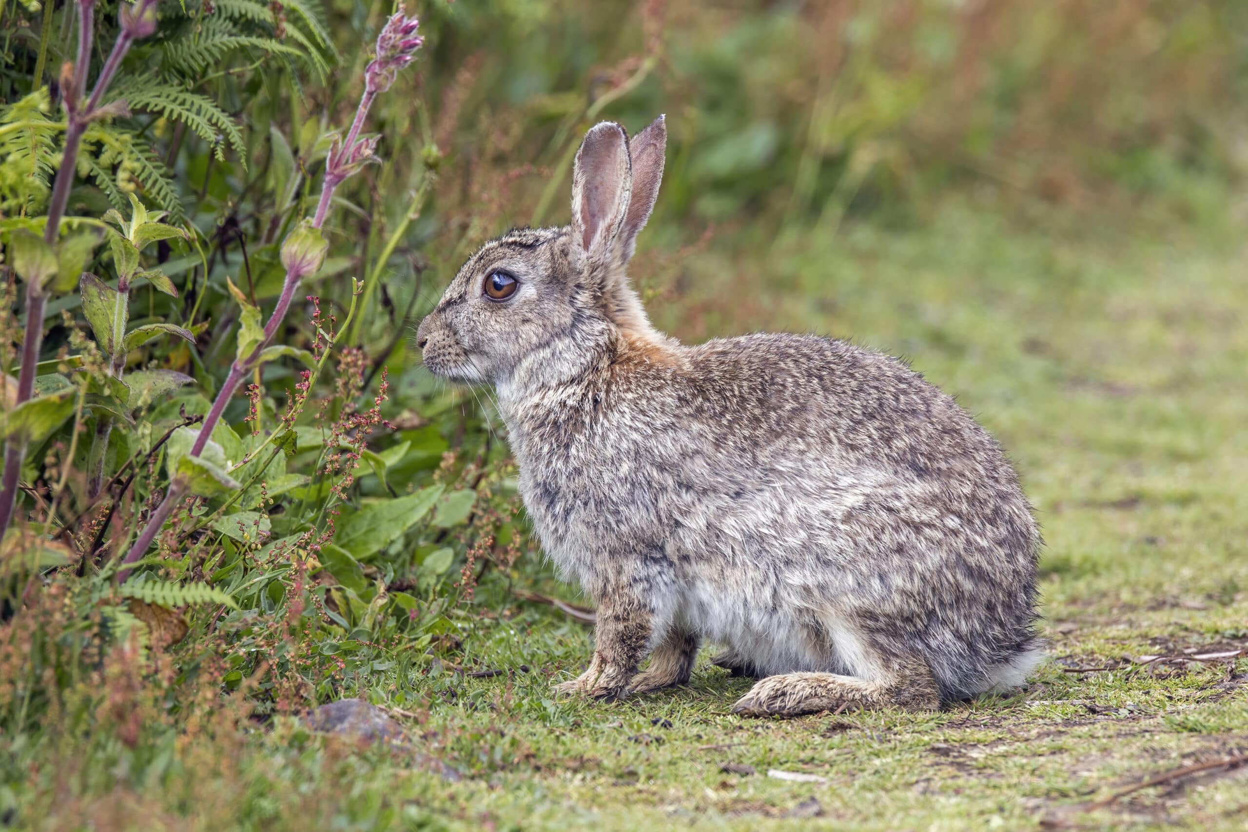 Rabbit (Oryctolagus cuniculus) Skomer  Rabbit