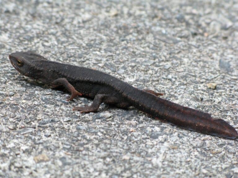 Hong Kong Newt 1