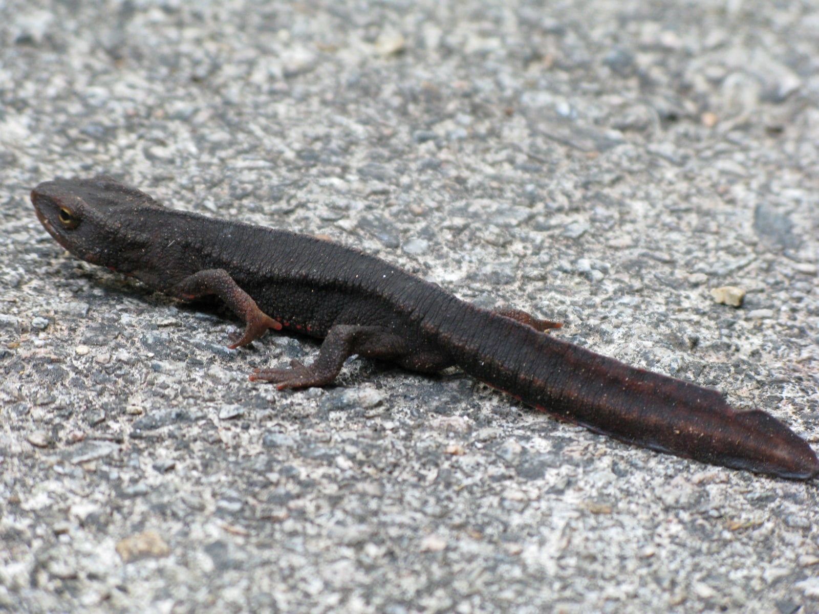 Hong Kong Newt 1