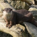 Otter