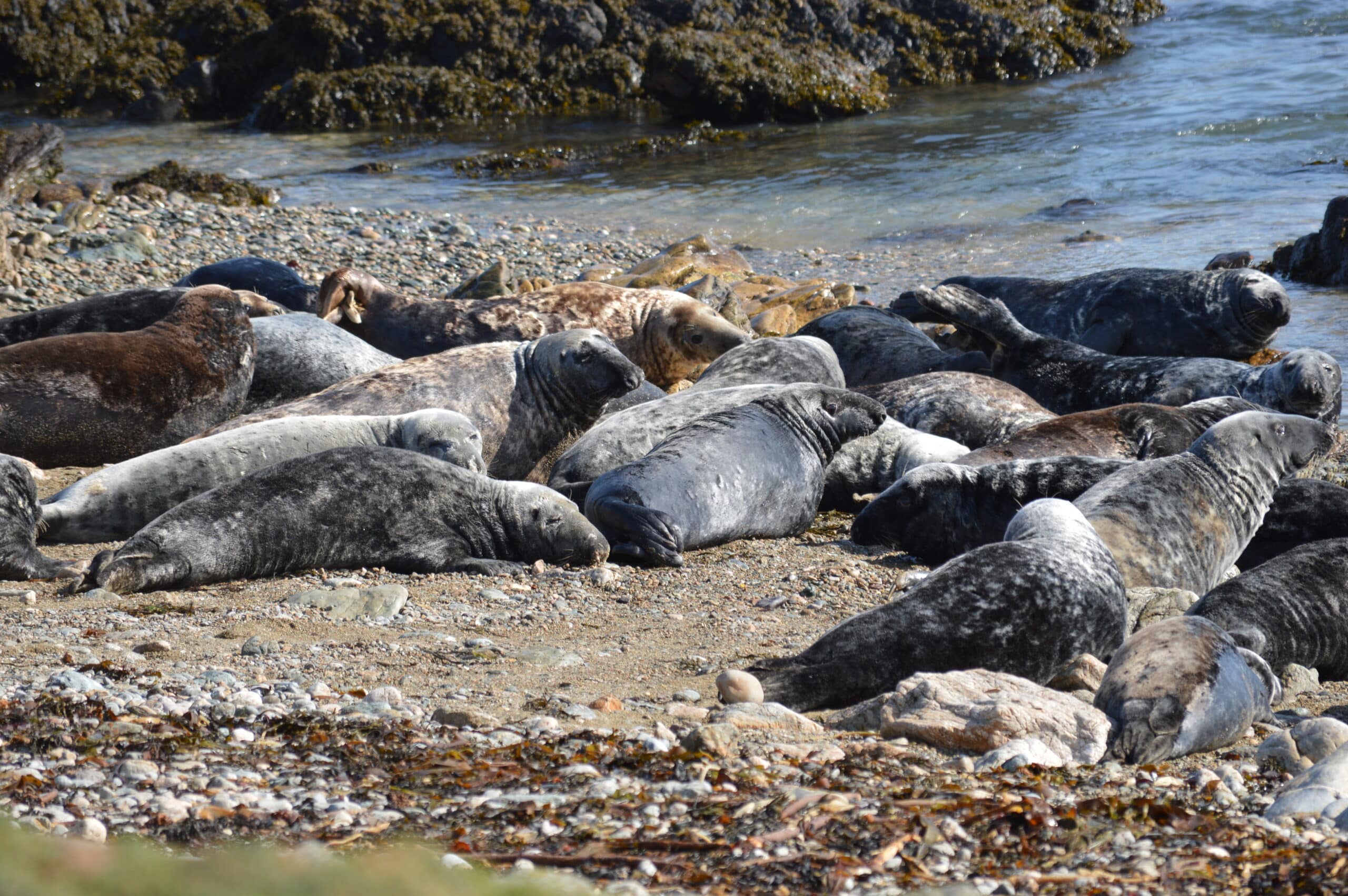 Grey Seal (Halichoerus grypus) (33645522905) Grey Seal (Halichoerus grypus) (33645522905)