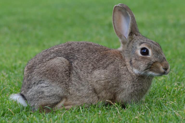 Oryctolagus cuniculus (Germany,Norderney)