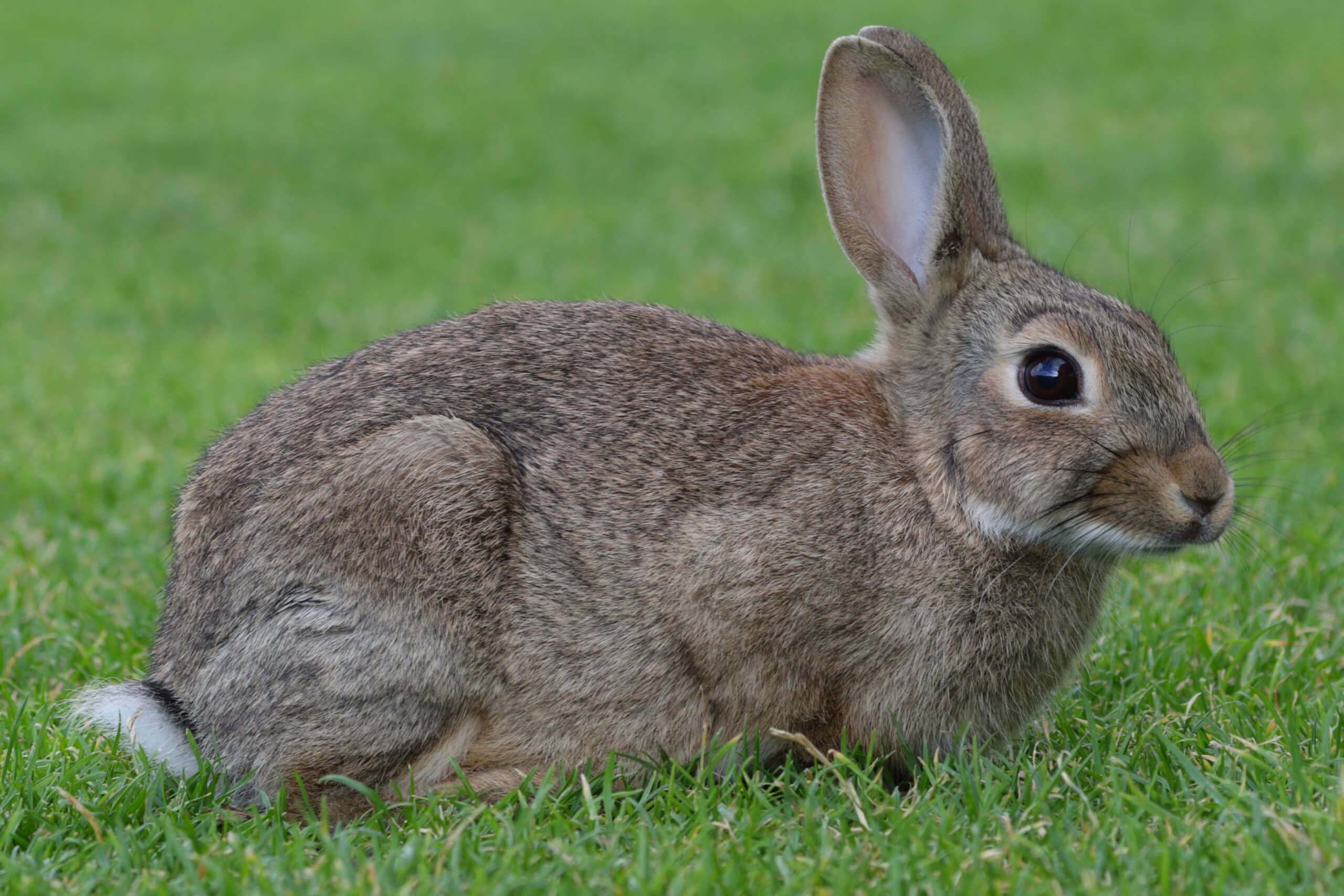 Oryctolagus cuniculus (Germany,Norderney)