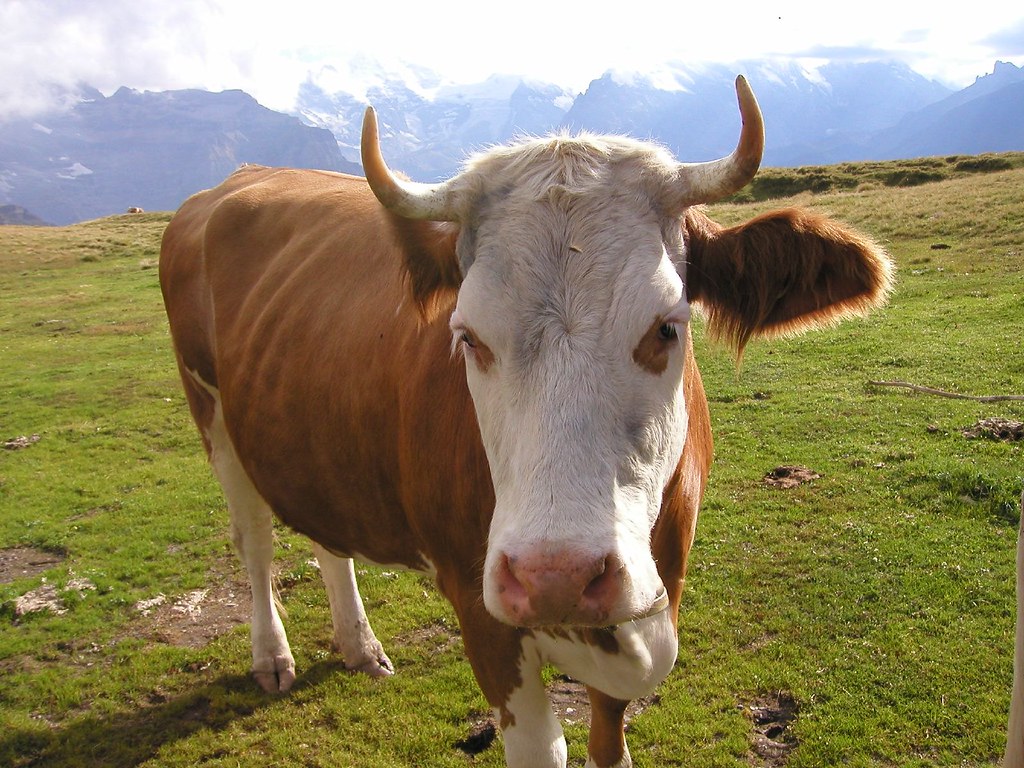Swiss Cow