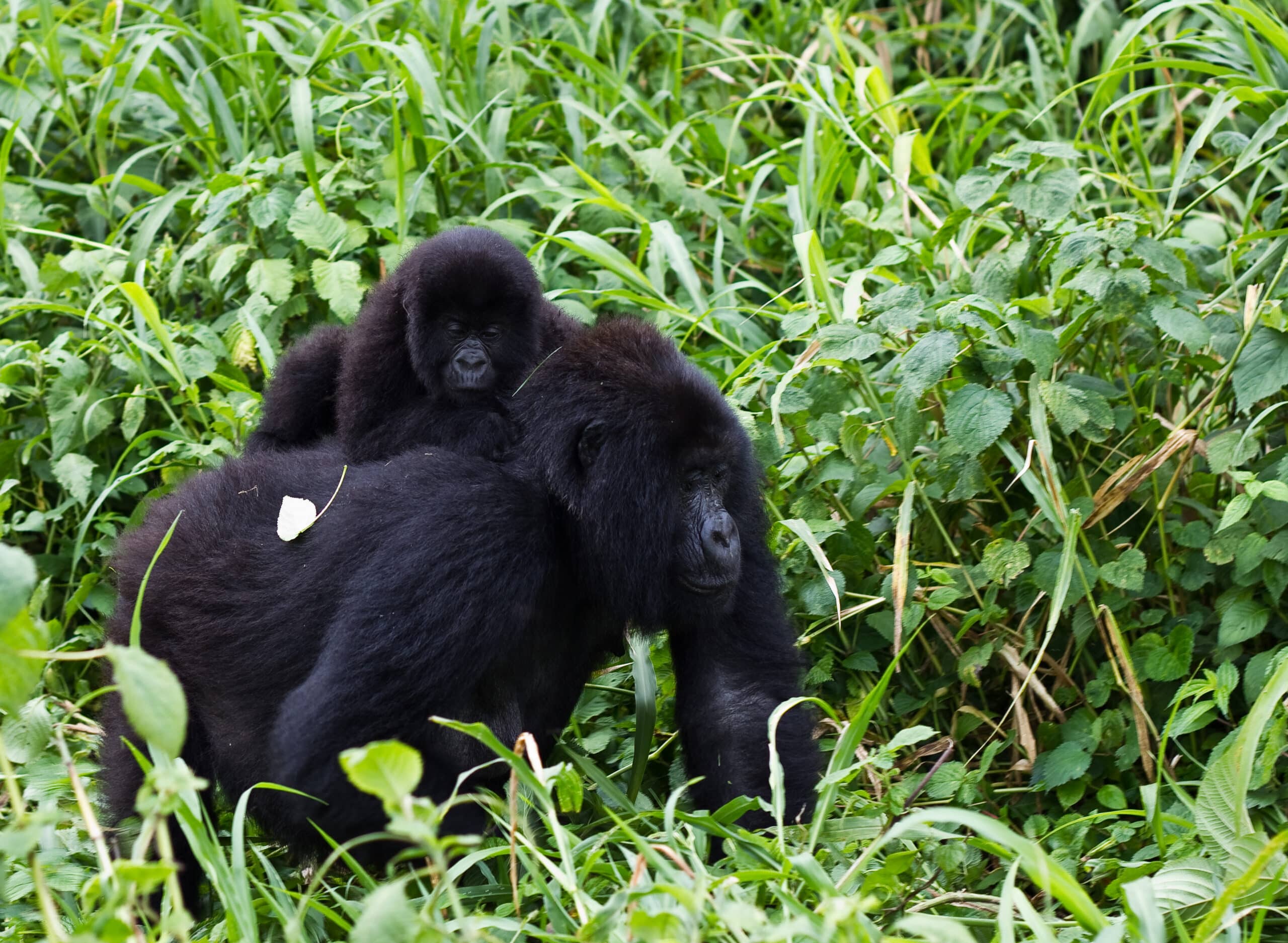 Virunga Mountain Gorilla 1 Virunga Mountain Gorilla 1