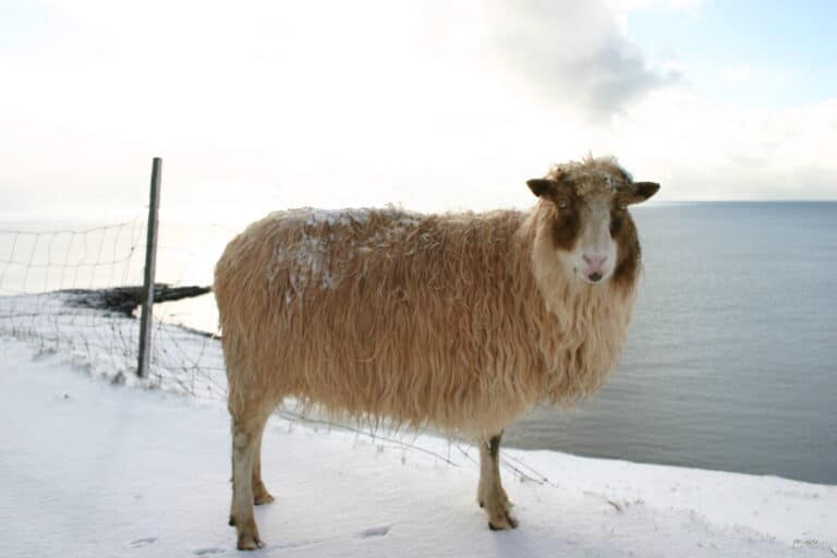 Sheep (Faroe Islands)