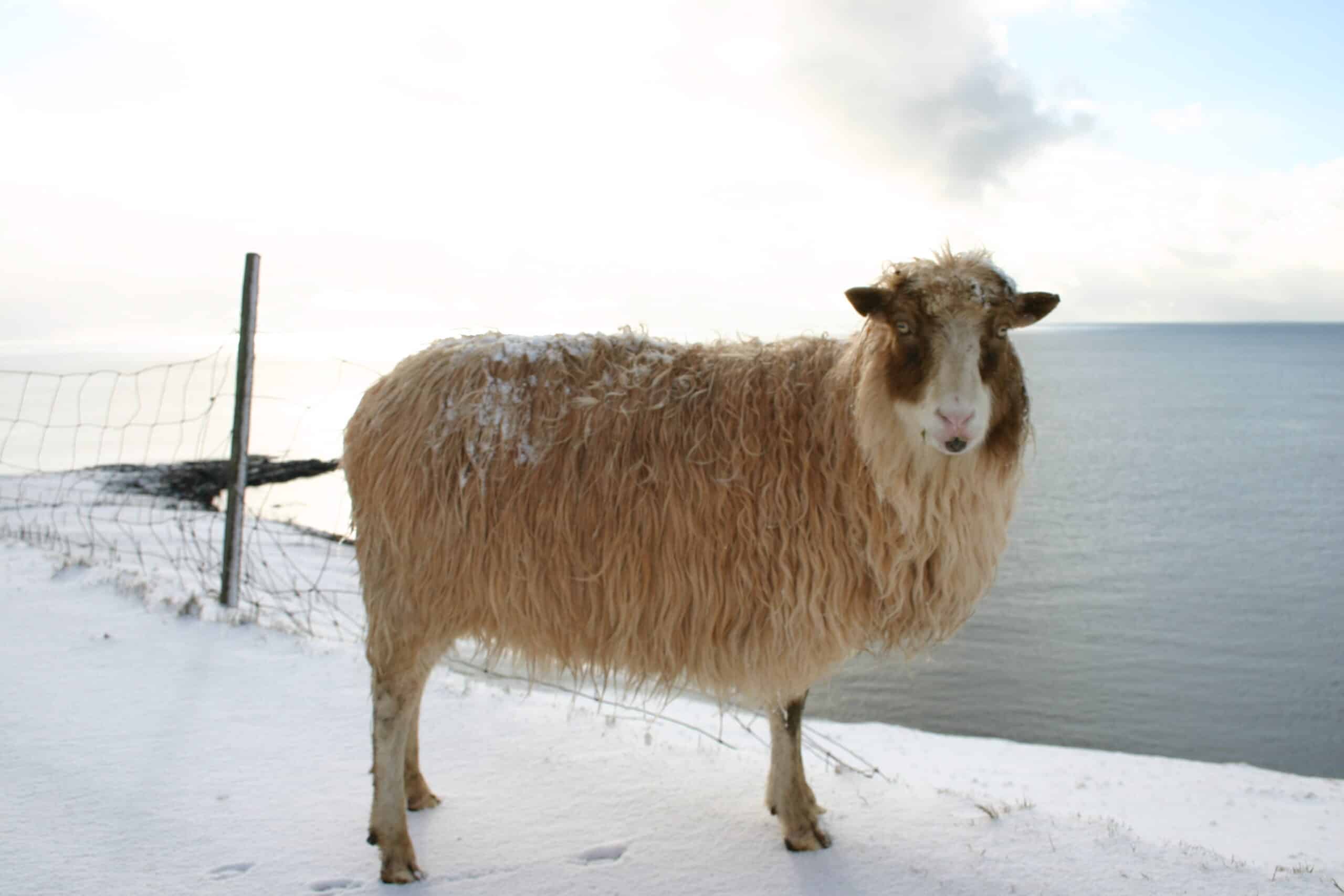 Sheep (Faroe Islands)
