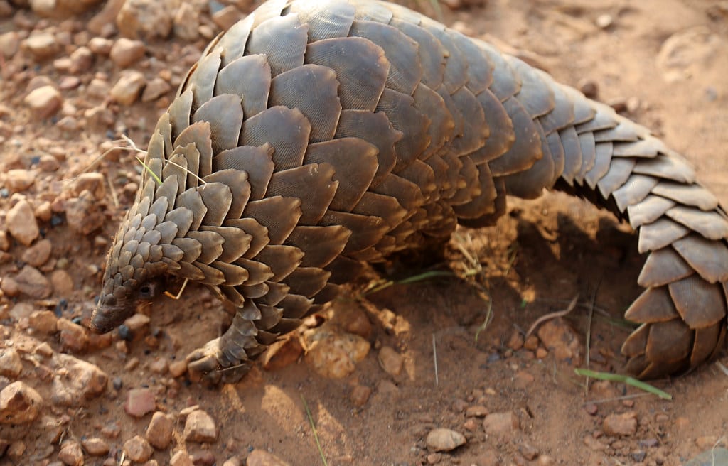 Pangolin
