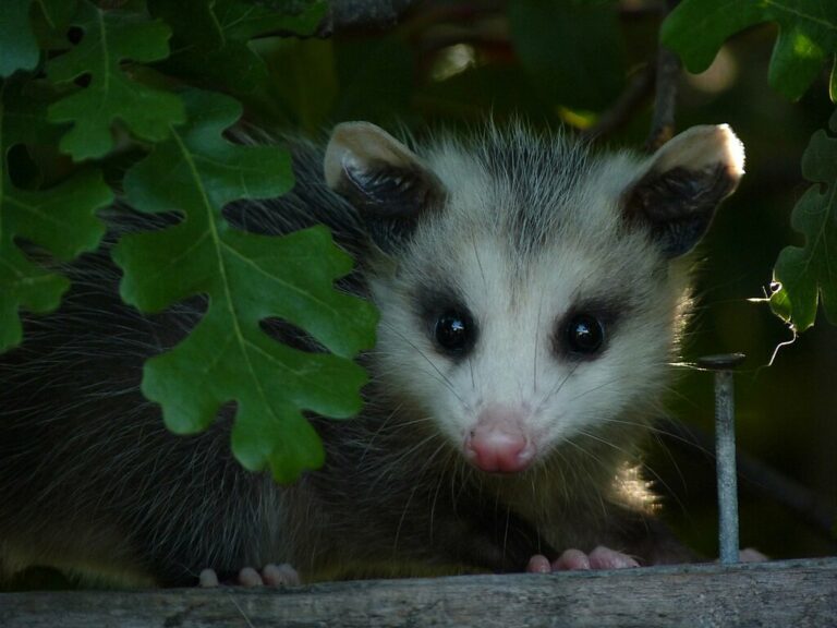 Didelphis virginiana Didelphis virginiana