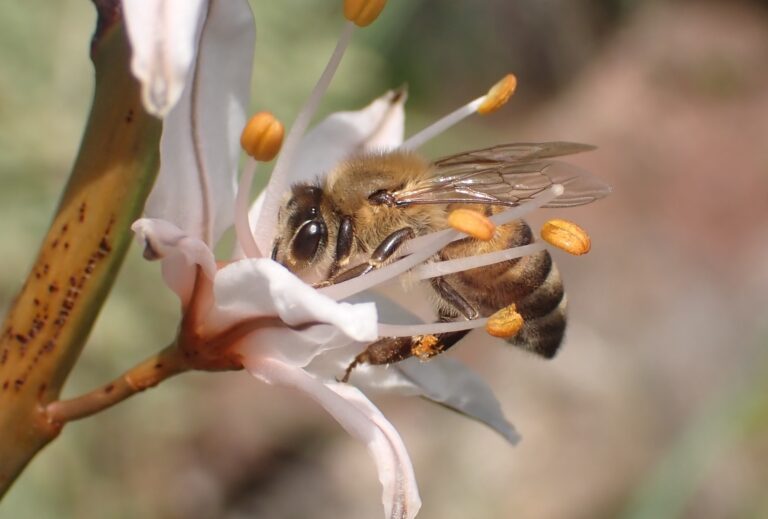 Apis mellifera anatoliaca 113577770
