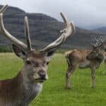Deer