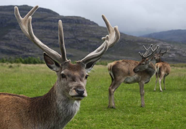 File:Red deer stag.jpg File:Red deer stag.jpg Deer