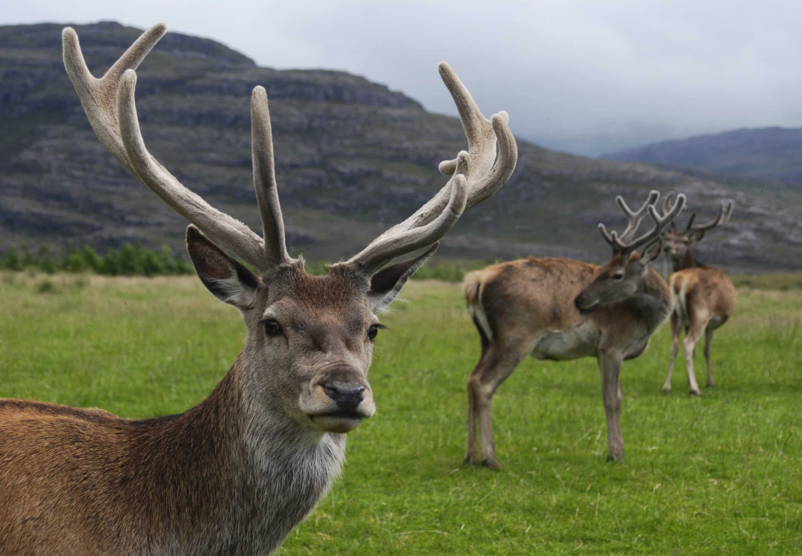 File:Red deer stag.jpg File:Red deer stag.jpg Deer