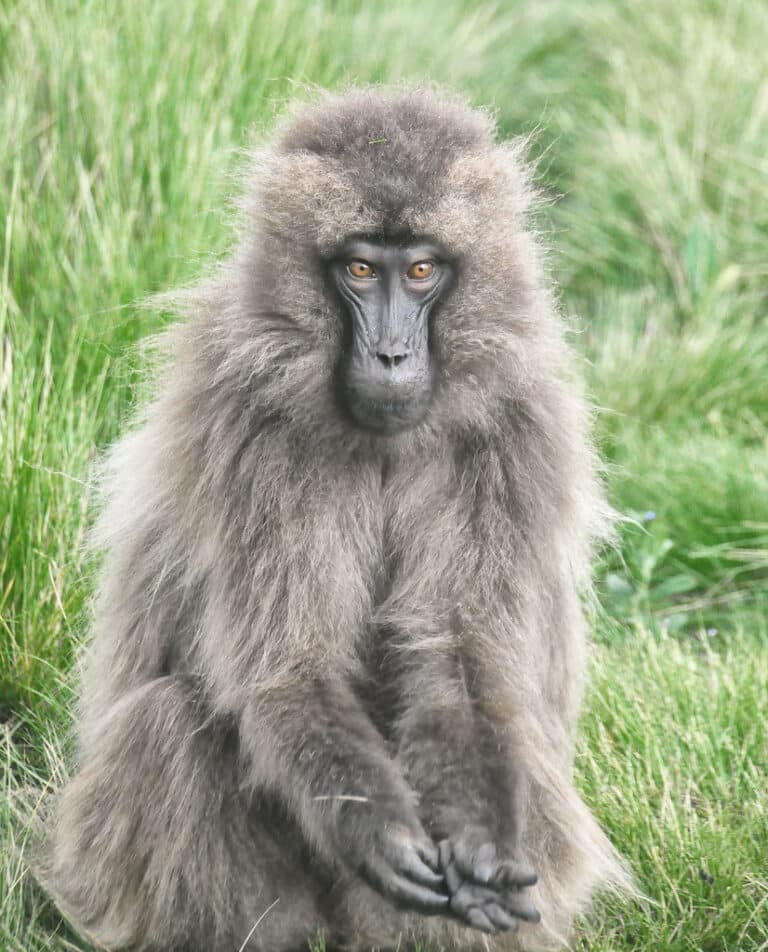 Female, Gelada Baboon, Ethiopia Female, Gelada Baboon, Ethiopia