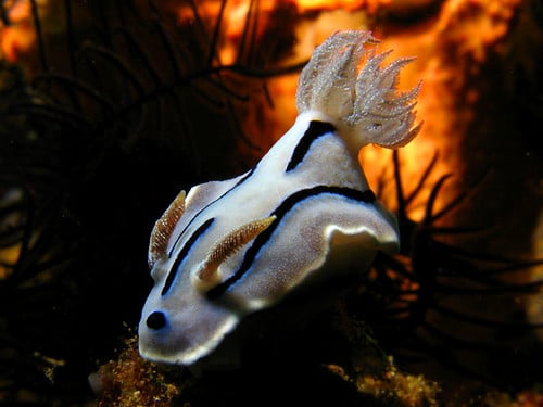 Nudibranch (Chromodoris willani) Nudibranch (Chromodoris willani)