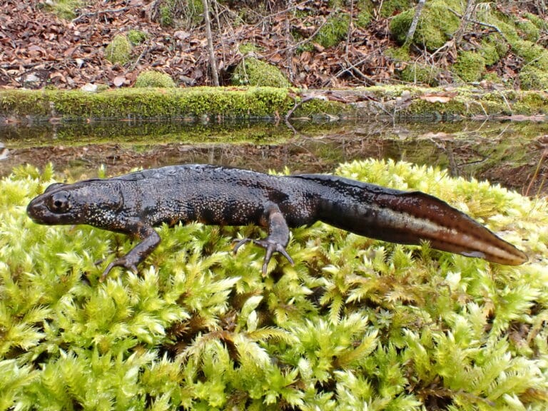 Triturus carnifex (Laurenti 1768) ♂ adult Triturus carnifex (Laurenti 1768) ♂ adult