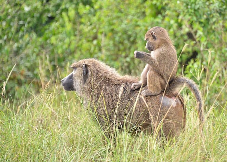 Olive Baboons, Uganda Olive Baboons, Uganda