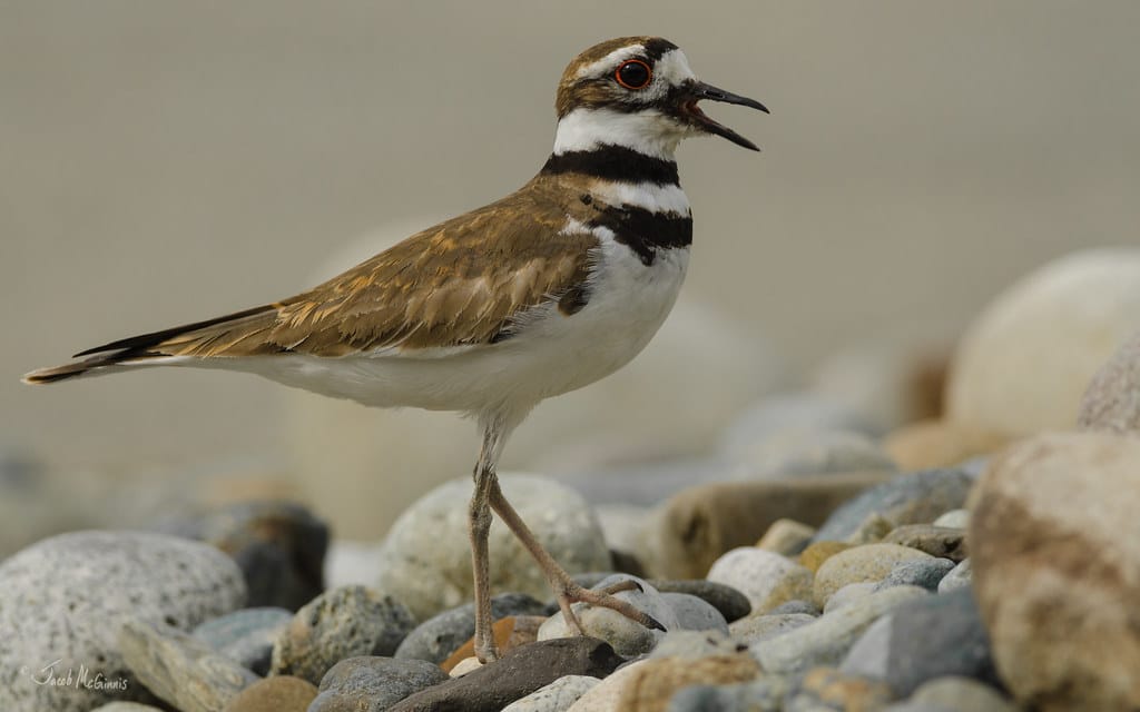 Killdeer (Charadrius vociferus) Killdeer (Charadrius vociferus)