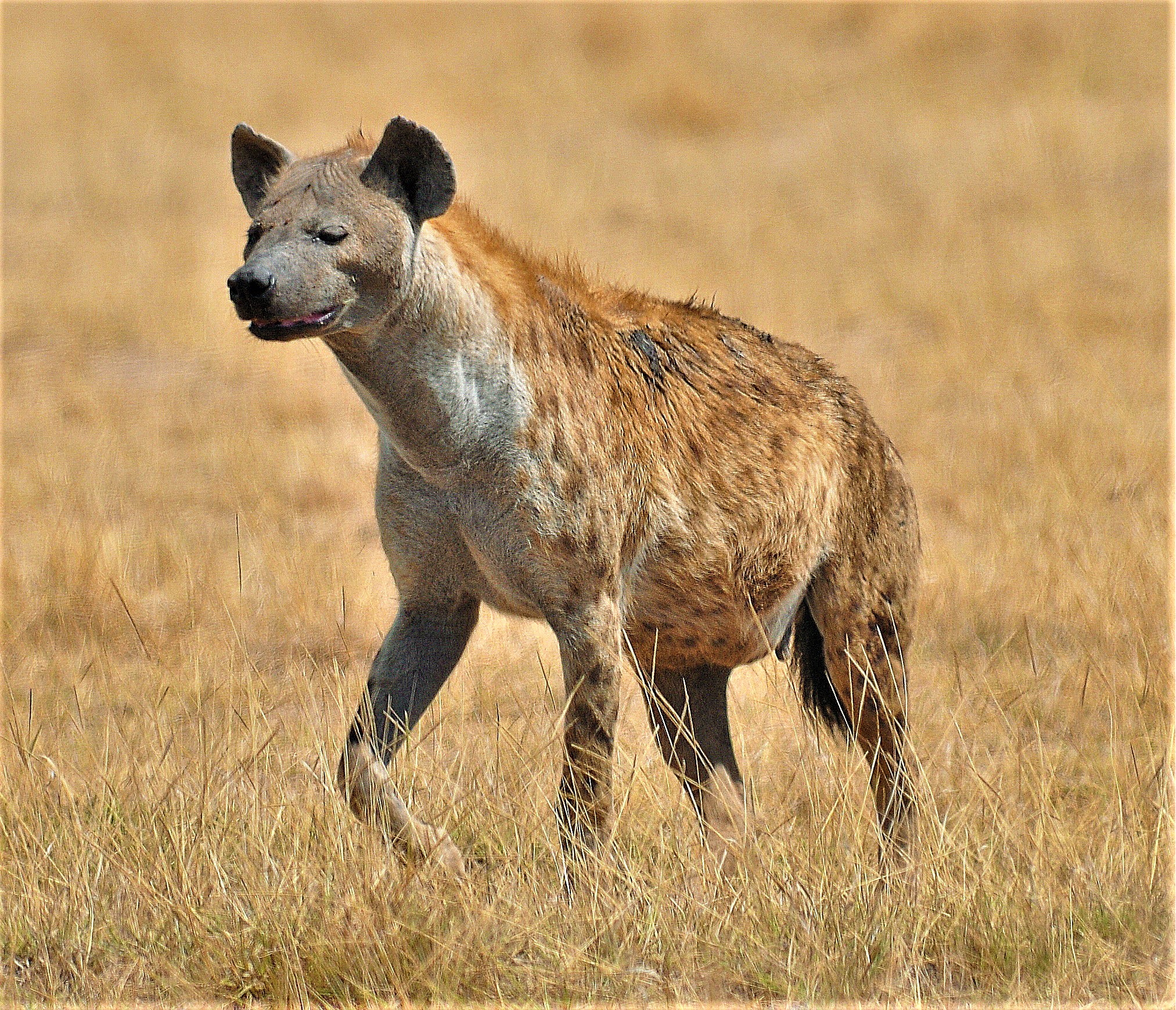 Hyena – Amboseli National Park, Kenya – 2014 (cropped) Hyena – Amboseli National Park, Kenya – 2014 (cropped)