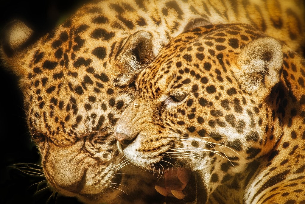 Panthers (mum and baby) Panthers (mum and baby)