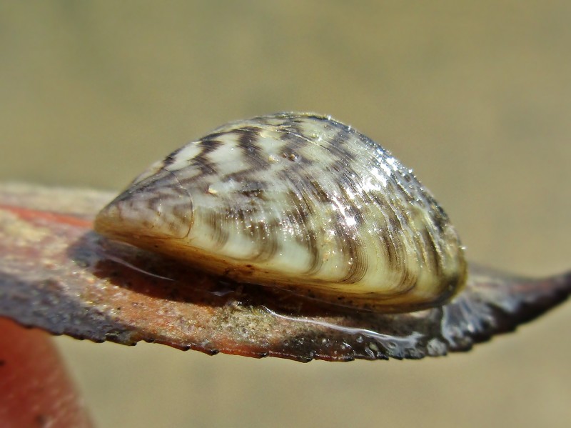 Dreissena polymorpha (Zebra mussel), Arnhem, the Netherlands