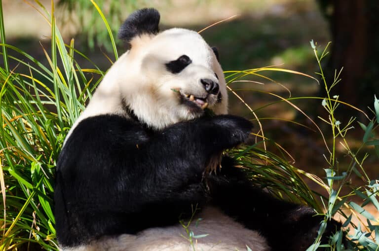 Giant Panda – Ailuropoda melanoleuca