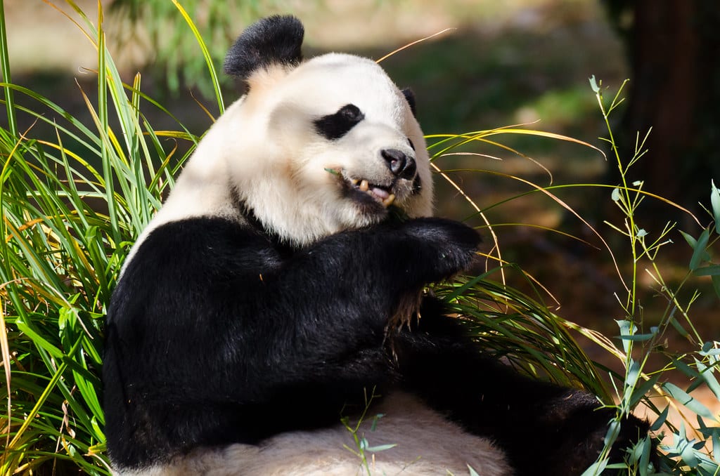 Giant Panda – Ailuropoda melanoleuca