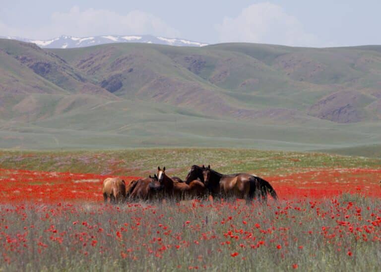 Horses in Kazakhstan