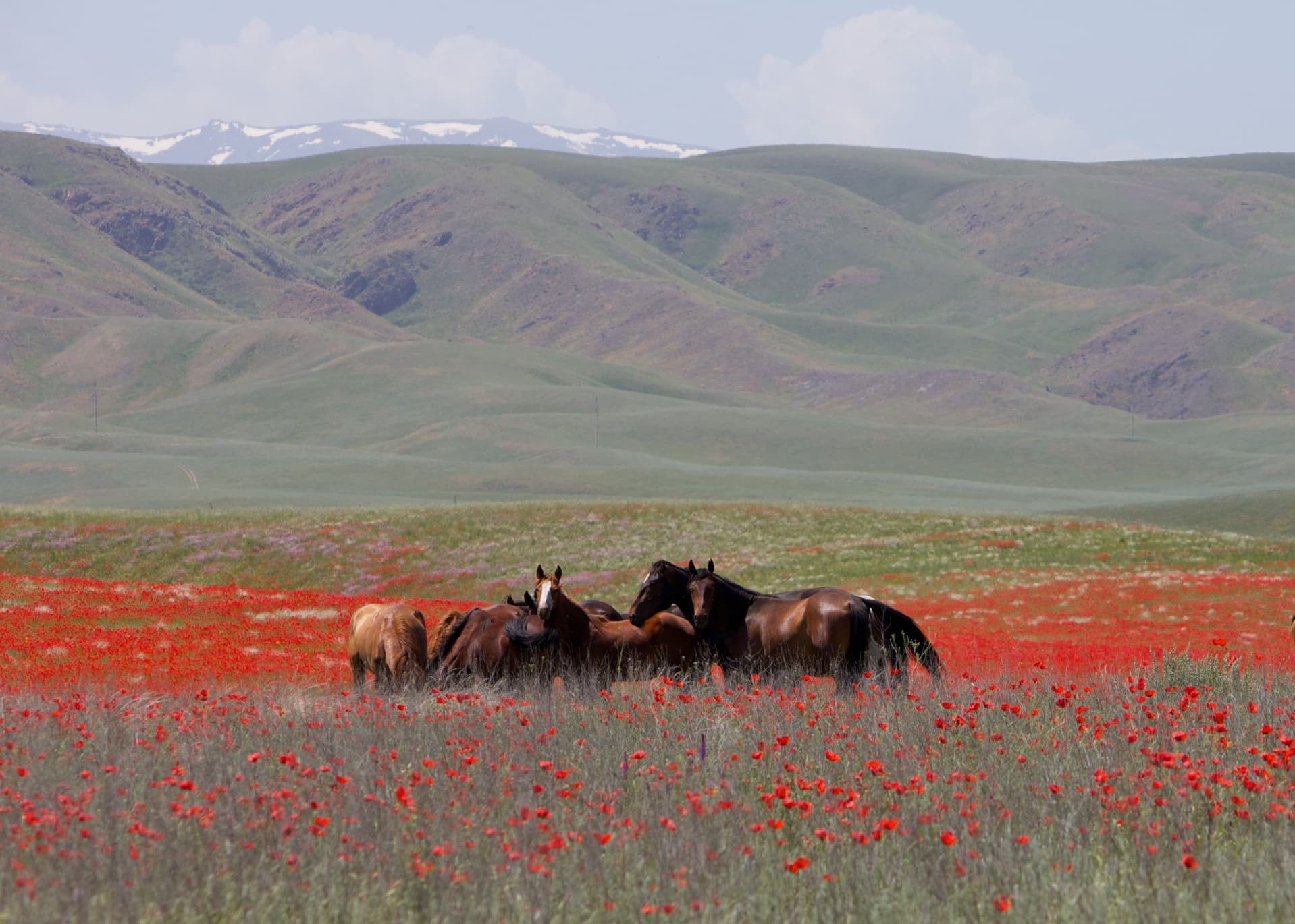 Horses in Kazakhstan