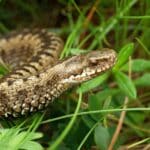 Kreuzotter (Vipera berus), Großglockner-Hochalpenstraße, Nationalpark Hohe Tauern, Kärnten, Österreich (7567053890)