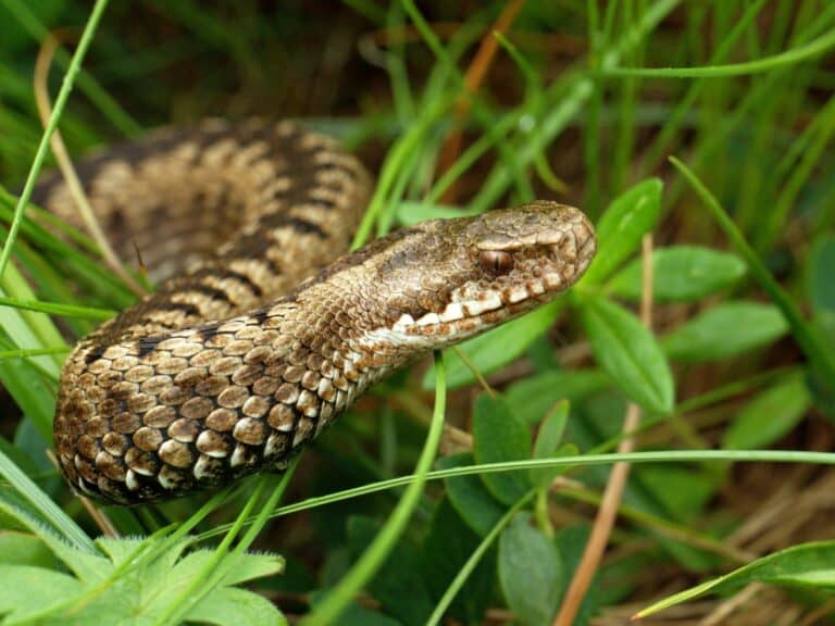 Kreuzotter (Vipera berus), Großglockner-Hochalpenstraße, Nationalpark Hohe Tauern, Kärnten, Österreich (7567053890) Kreuzotter (Vipera berus), Großglockner-Hochalpenstraße, Nationalpark Hohe Tauern, Kärnten, Österreich (7567053890) Viper