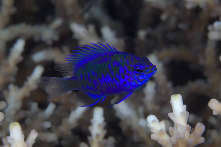 Damselfish