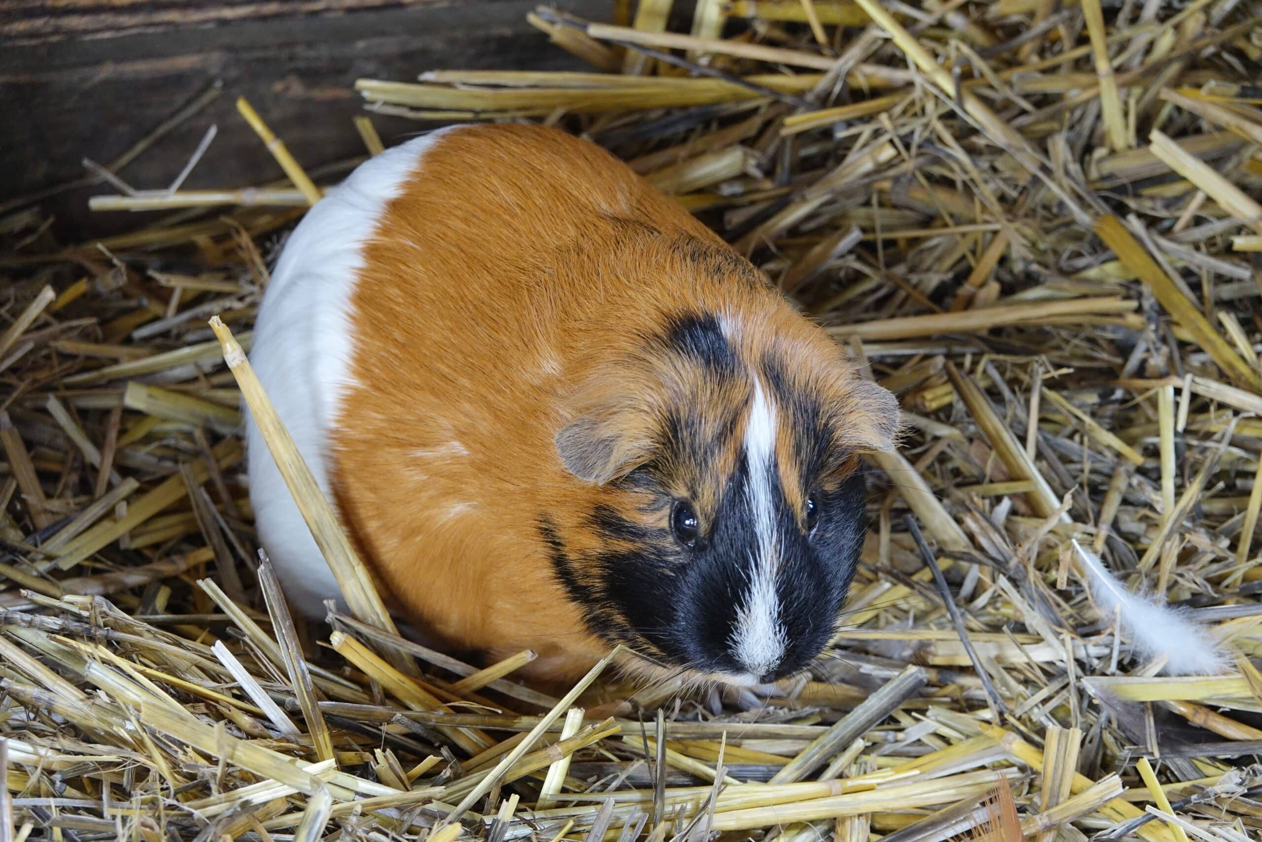 Cochon d’Inde (Cavia porcellus) (3)