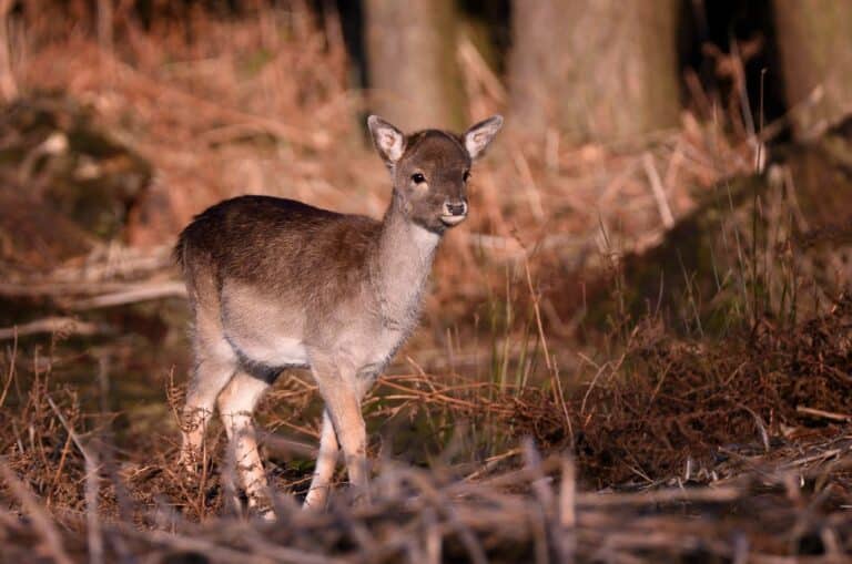 Fallow Deer Fawn (Explored) Fallow Deer Fawn (Explored)
