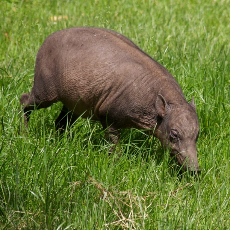 Babirusa at Chester Zoo Babirusa