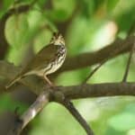 Ovenbird