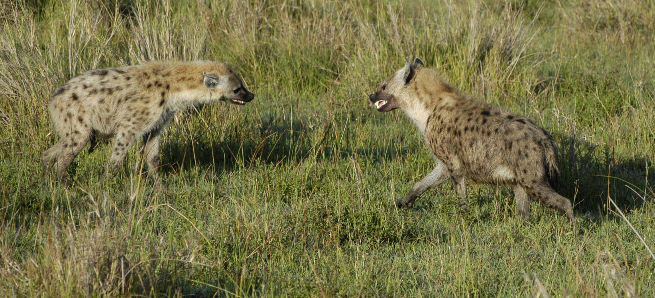 Hyena Standoff Hyena Standoff