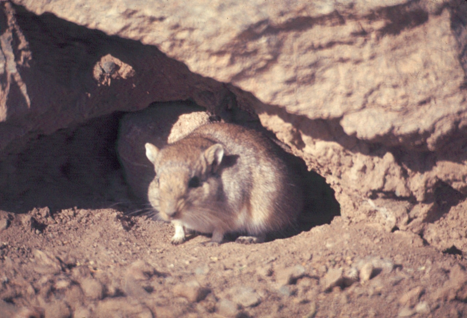 Gerbil sitting under rock