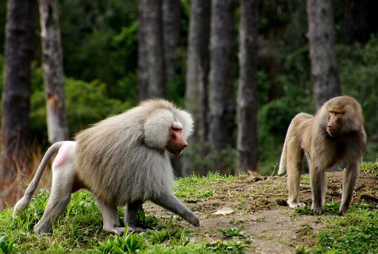 Baboons. Baboons.