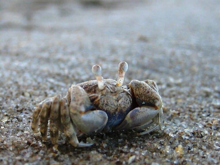 Crab Crab