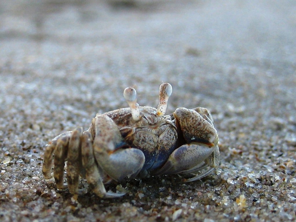 Crab Crab