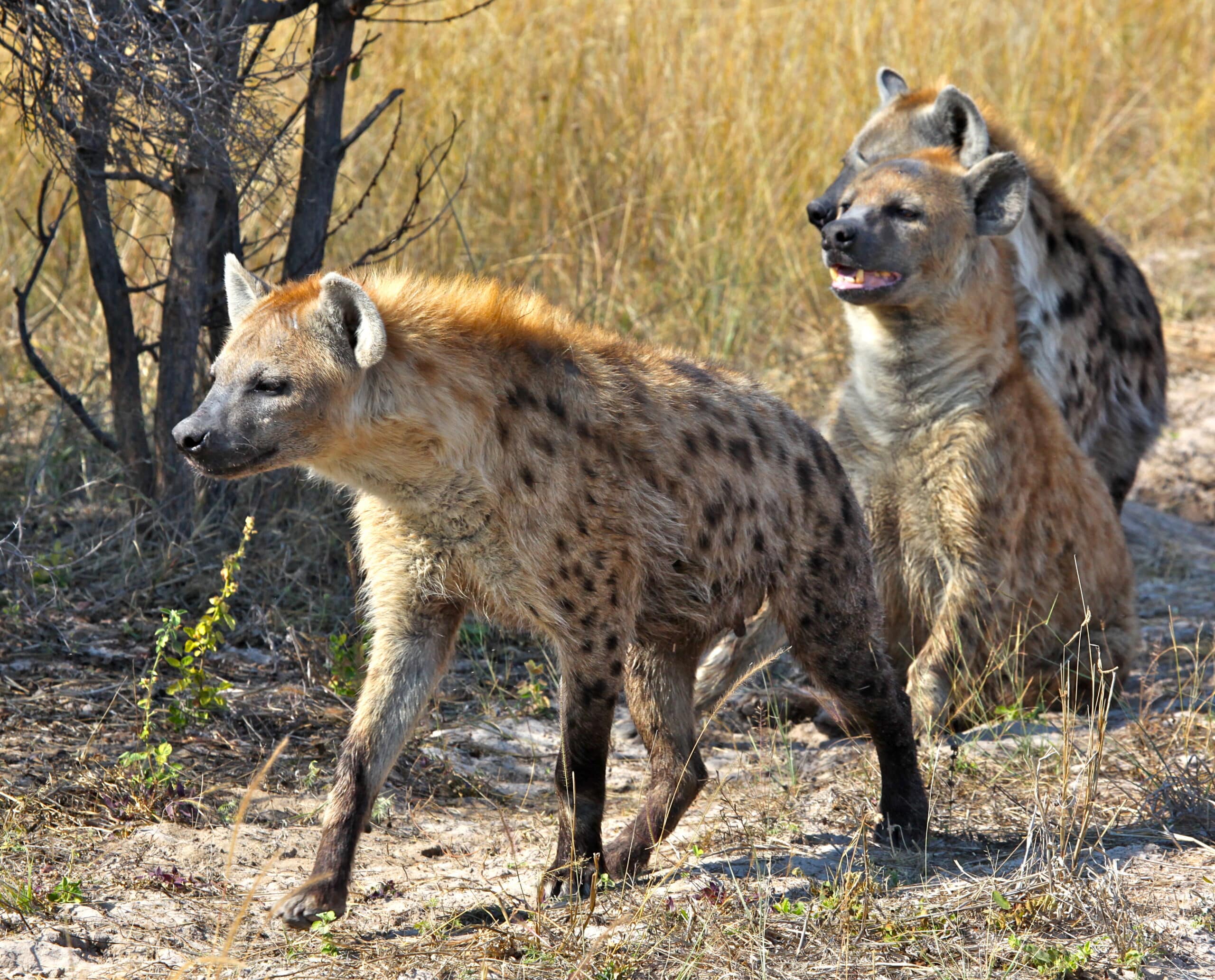 Hyenas on the Hunt (6002532662) Hyenas on the Hunt (6002532662)